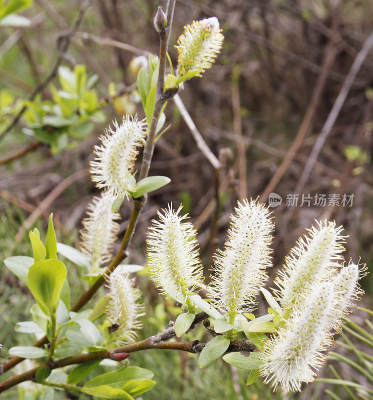 柳树(Salix sp.)与雄性柳絮(英属哥伦比亚，W.加拿大)